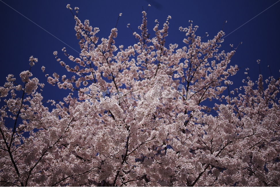 벚꽃,봄꽃,꽃,봄,배경화면,바탕화면,계절,식물,자연,생명,꽃잎,봄,계절,spring,season,식물,자연,plants,nature,꽃,flower,plant,blossom,cherry blossom