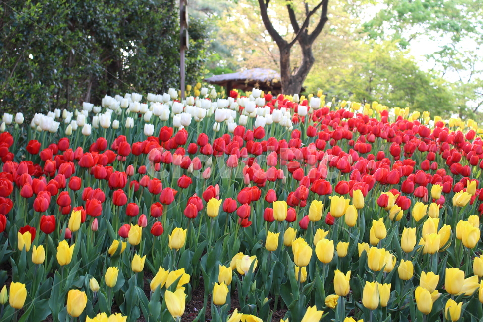 튤립,꽃,정원,화단,튤립정원,식물,자연,plants,nature,꽃,flower