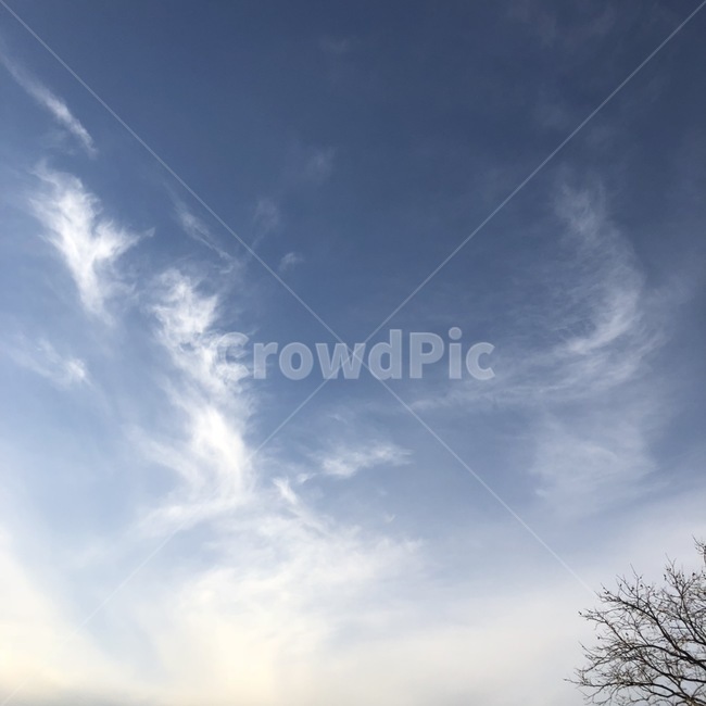 하늘,가을,구름,나무가지,감,나무,가을하늘,겨울하늘,풍경,sky,cloud,tree