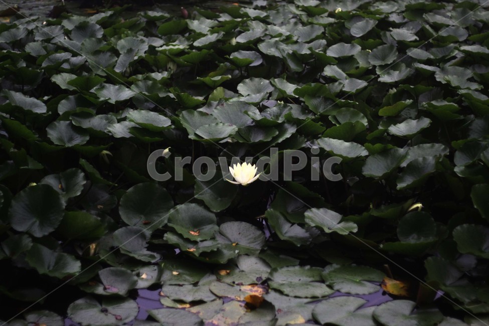꽃,연꽃,물,plant,blossom,식물,자연,plants,nature,꽃,flower