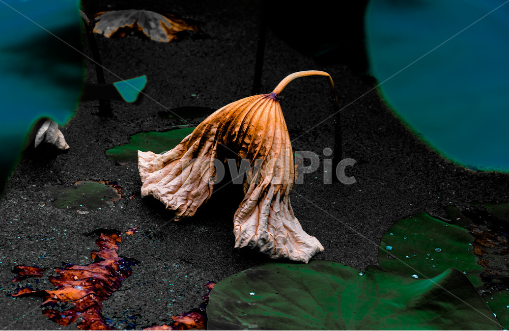 연잎,문양,무늬,패턴,습지,식물,자연,plants,nature