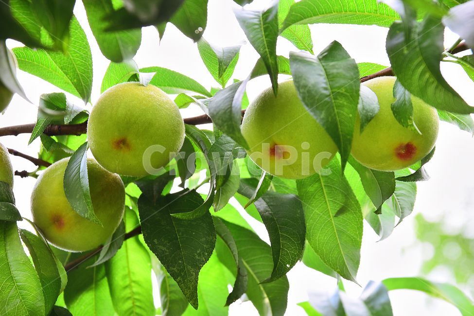 과일,복숭아,음식,열매,먹거리,나무열매,후르츠,fruit,peach,과수원,시즌,계절,food,간식,달콤새콤,맛