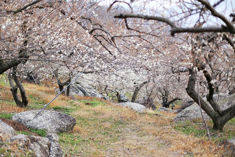 매화,매화꽃,꽃,하동,매화축제,hadong,flower,봄,계절,spring,season,자연,풍경,nature,landscape,plant,식물