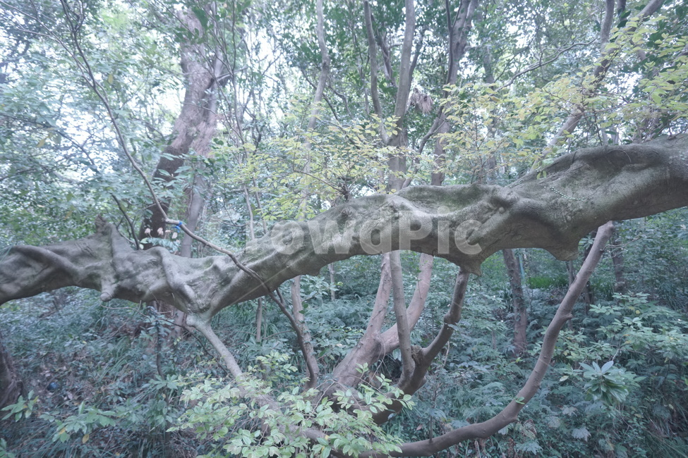 한라산,나무,쇠소깍나무,역동적인,흐드러진,숲,산,자연,자연풍경,웅장함,푸름,파란,제주도나무,제주도자연,새벽,시원함