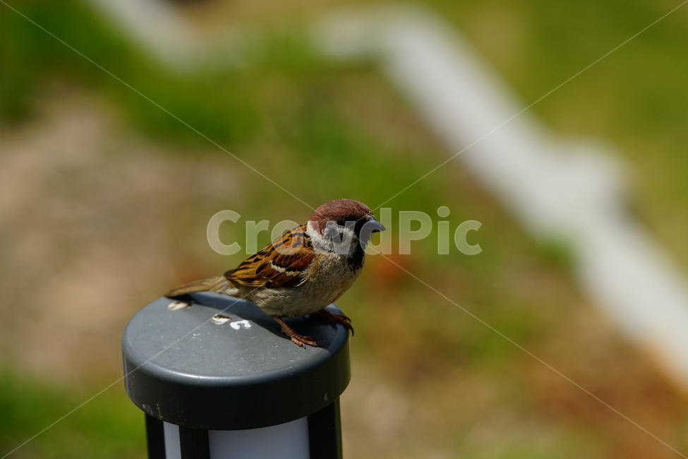 참새,동물,조류,자연,sparrow,bird,새,animal,짹짹,동물,animal,조류,새,birds