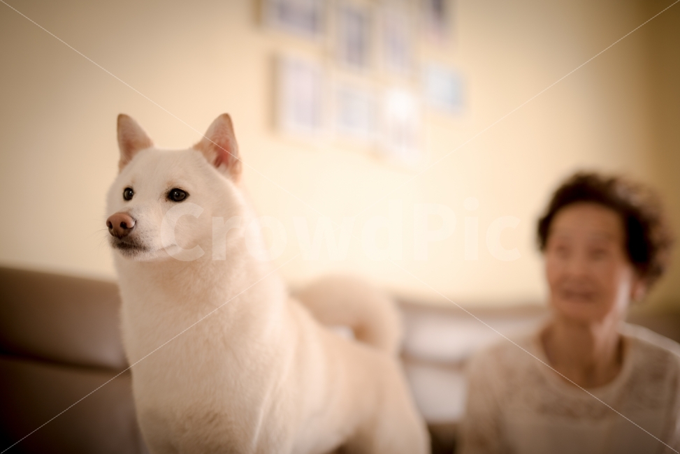 시바견,애견,가족,할머니,강아지,하우스스냅,반려견,동물,animal,포유류,mammal,개,강아지,dog,doggy,사람,인물,인간,human,person,가족,패밀리,family,노인,어르신,old man, senior citizen