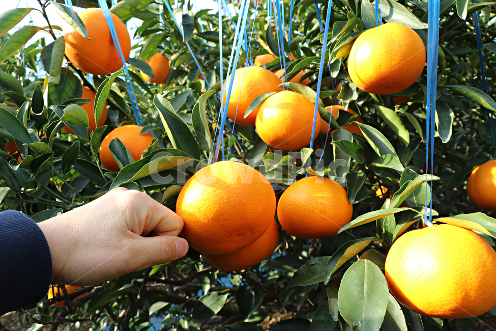 천혜향,제주감귤,제주천혜향,감귤류과일,citrusfruit,food,음식,fruit,과일,plant,식물,produce,grapefruit,orange,주황색