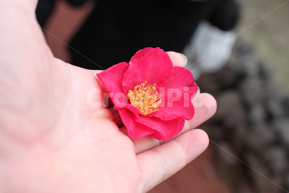 동백꽃,제주동백꽃,camelliaflower,손,꽃한송이,손바닥위동백꽃