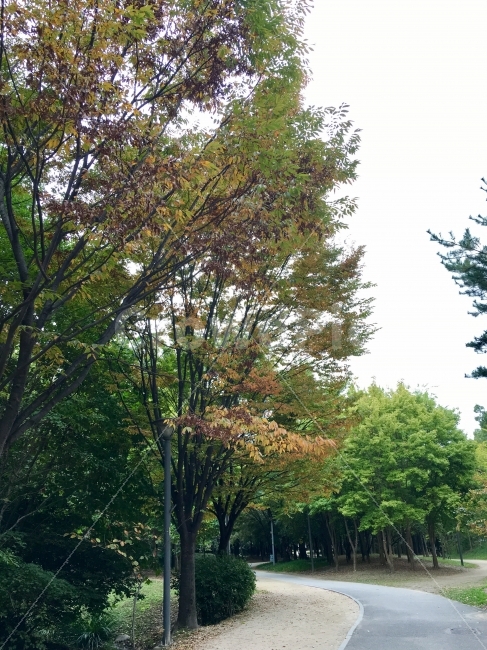 가을,서울숲,가을느낌,fall,autumn,낙엽,나무,자연,공원,단풍,힐링,자연,풍경,nature,landscape,식물,plants,나무,trees,wood