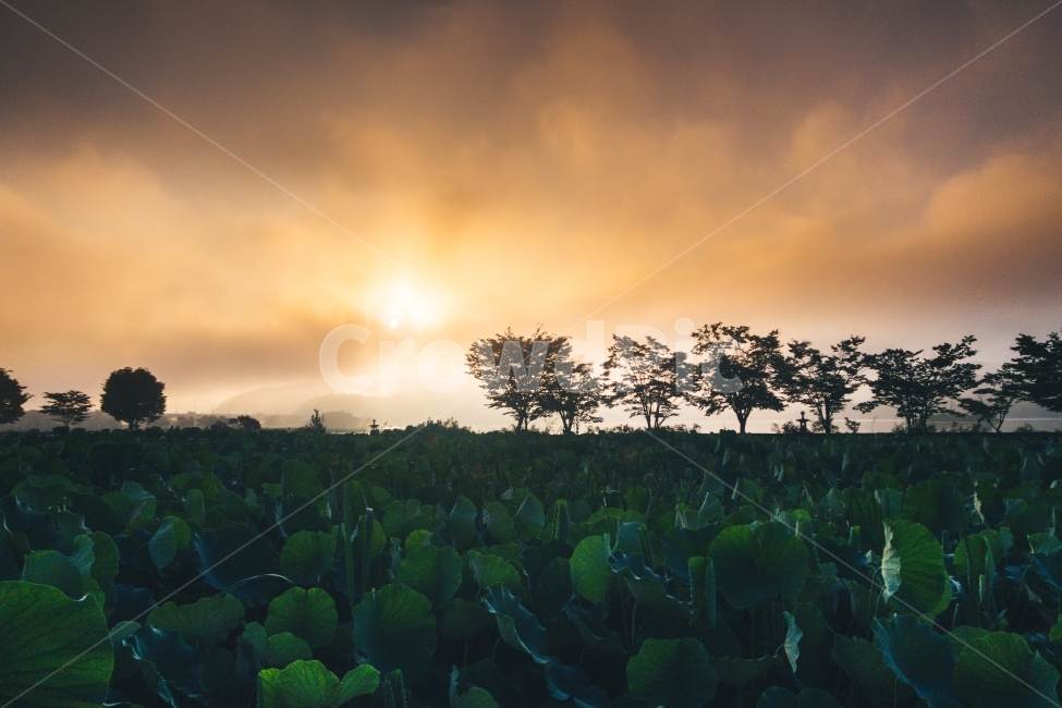 twilight,새벽,두물머리,감성,풍경,하늘,자연,풍경,nature,landscape,한국자연풍경,한국자연경관,korea nature landscape,outdoors,옥외