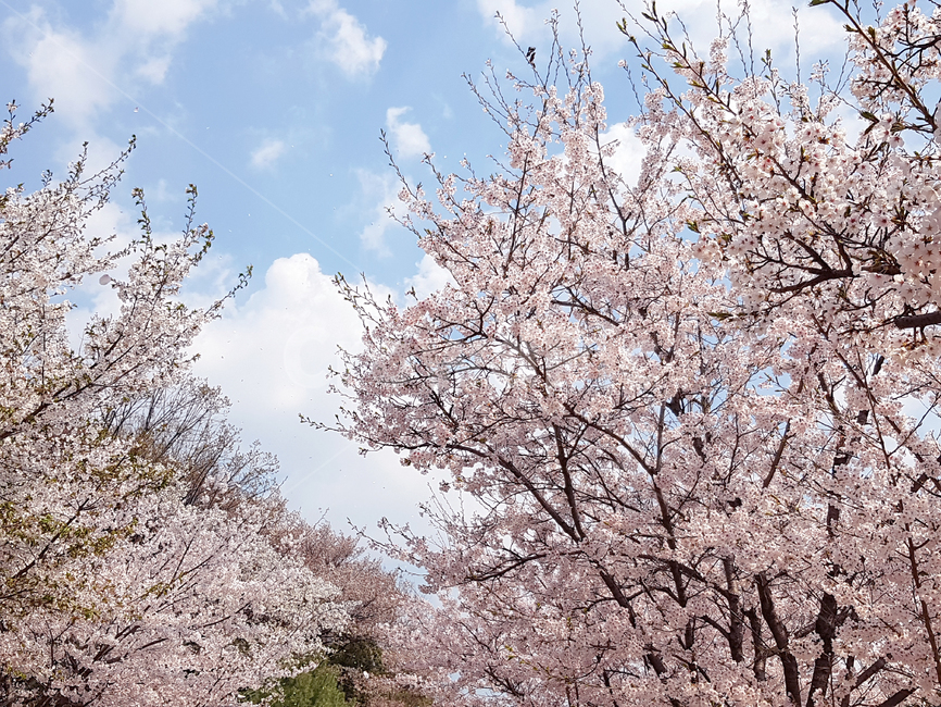 벚꽃,봄,꽃,식물,cherryblossoms,꽃배경,예쁜꽃,봄,계절,spring,season,식물,자연,plants,nature,꽃,flower,나무,trees,wood,plant,blossom
