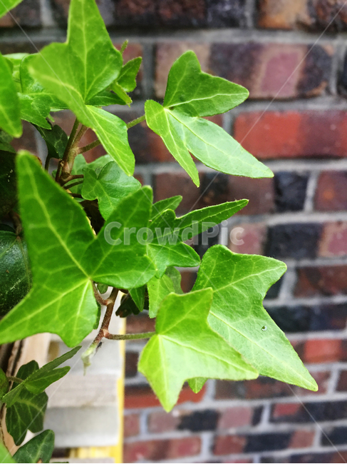 아이비,초록,공기정화,덩굴식물,연두빛,식물,자연,plants,nature