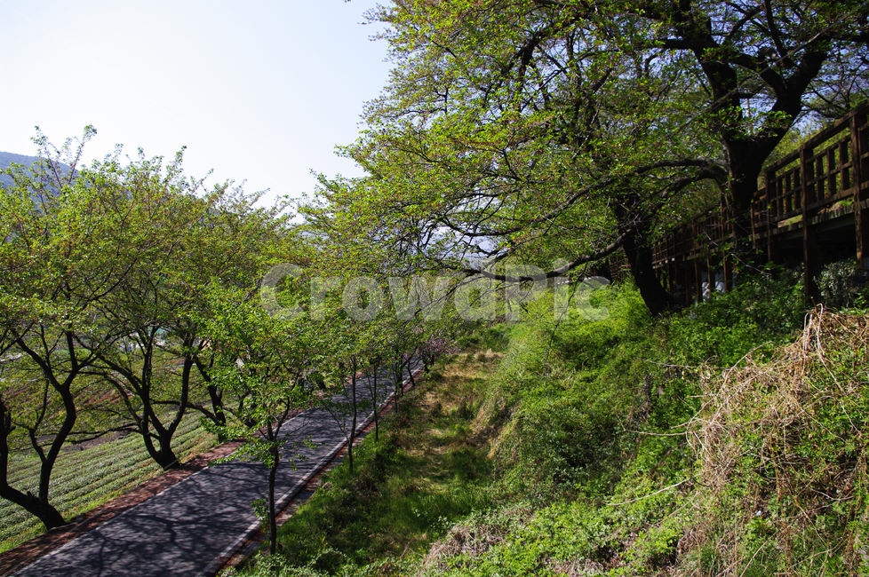 길,벚꽃나무,식물,plant,봄,spring,초록,자연,풍경,nature,landscape,tree,나무