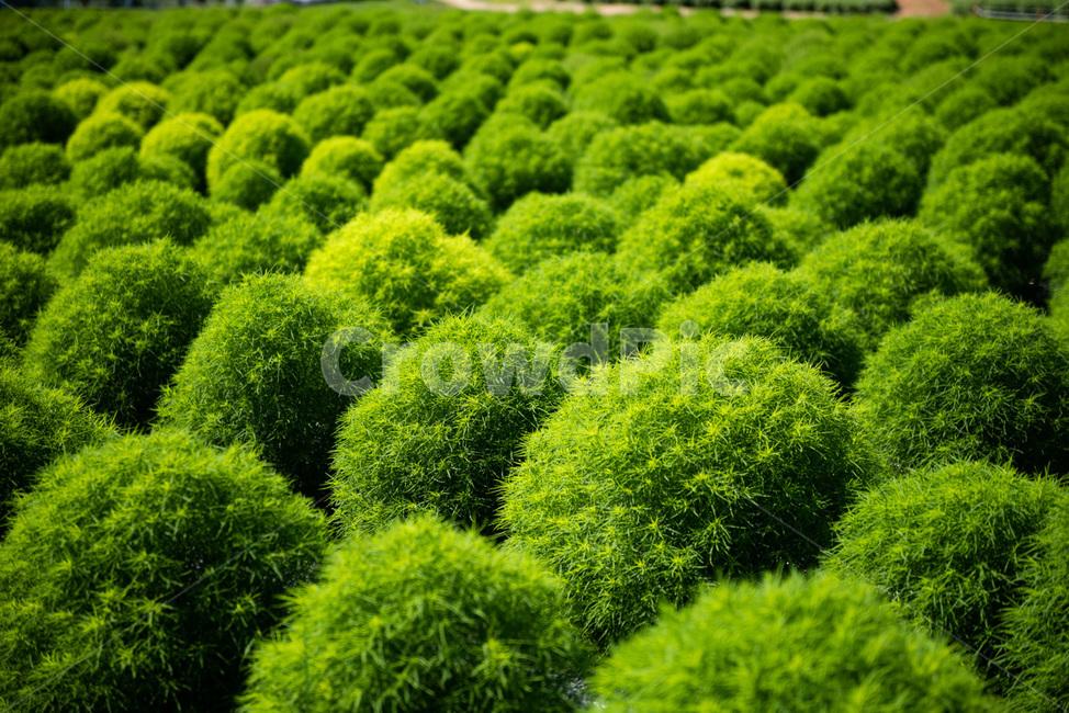 풀,꽃,화원,flower,식물,자연,식물,자연,plants,nature