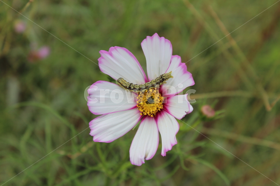 가을,자연,식물,코스모스,애벌래,식물,자연,plants,nature,꽃,flower