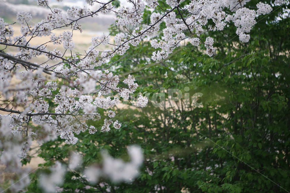 봄,벚꽃,초록,싱그러움,핑크,시작,산책,봄,계절,spring,season,plant,식물,blossom,꽃,cherry blossom,flower