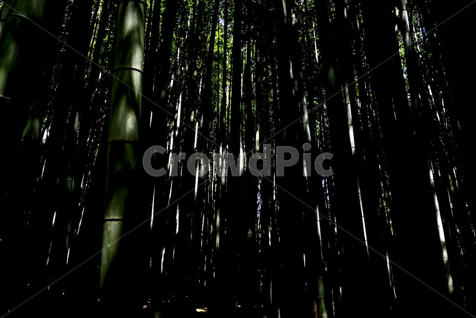 대나무,bamboo,숲,forest,대나무숲,빛,식물,자연,plants,nature,나무,trees,wood