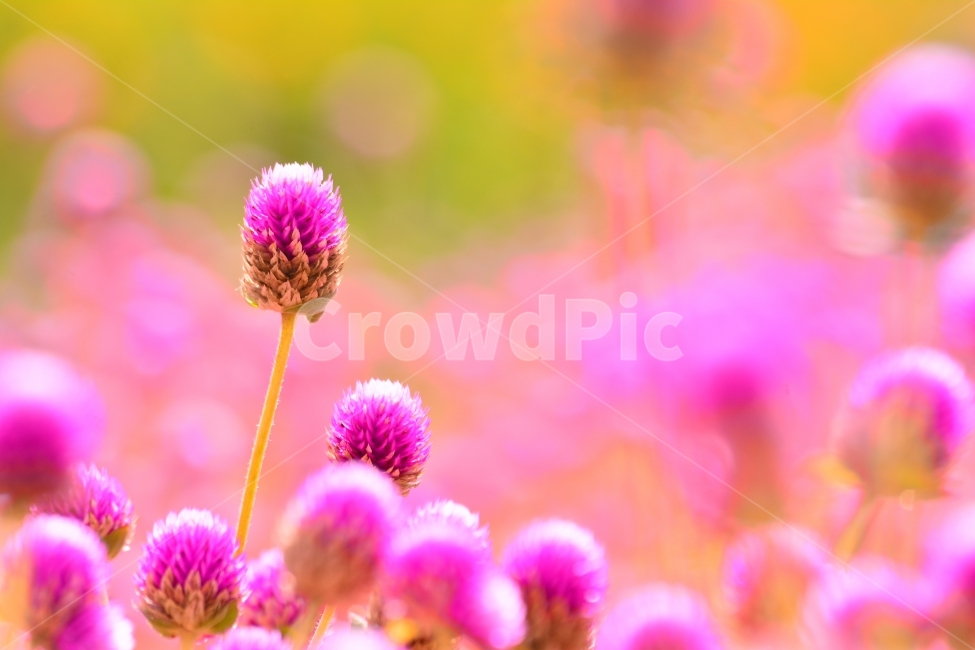 핑크색,꽃,천일홍,가을꽃,아름다움,sns,ebook,가을이미지,빨강,분홍,흰색,flowers,plants,red,colorful,칼라풀,색상,가을,autumn,fall,garden,공원,배경,백그라운드,바탕화면,꽃밭,명소,가볼만한곳,관광,산책,구경,tour,나리공원,뷰티풀,beautiful,feeling,emotion,감성,필,분위기,느낌,park,야외,수많은,식물,풍경,자연,아름다운,꽃잔치,꽃물결,주말나들이,가든,천만송이,식물,자연,plants,nature,꽃,flower