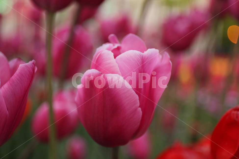 꽃,화훼,플라워,flower,flowergarden