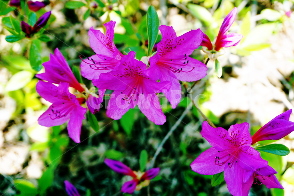 철죽,진달래과,철쭉,자연,식물,꽃,plant,flower,rhododendron,schlippenbachii,분홍색,연분홍,분홍꽃,개꽃나무,사랑의기쁨