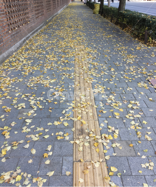 담,거리,나무,낙엽,도로,자연,풍경,보도블럭,생활,바닥,보도,식물,wall,street,ground,sidewalkblock,nature,plant,scenery,walkway,deciduous,tree,life,sidewalk