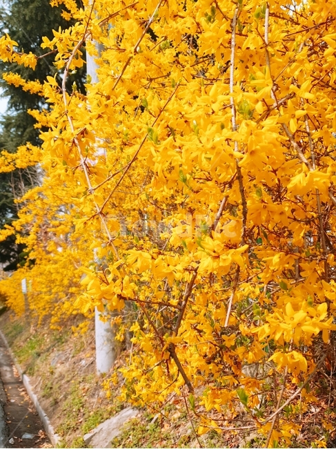 개나리,꽃,노란꽃,꽃가지,꽃무리,봄,계절,spring,season,식물,자연,plants,nature,꽃,flower,plant,leaf,잎,tree,나무,maple,단풍