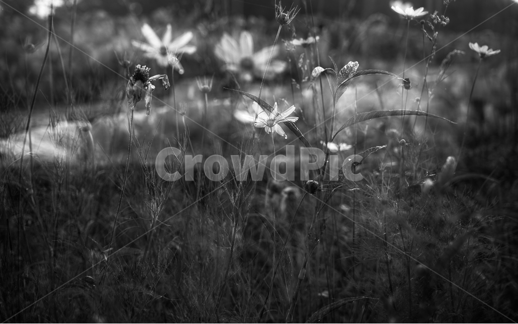 코스모스,식물,자연,모노톤,다중노출,꽃,식물,자연,plants,nature,꽃,flower,흑백,모노톤,monochrome,black and white