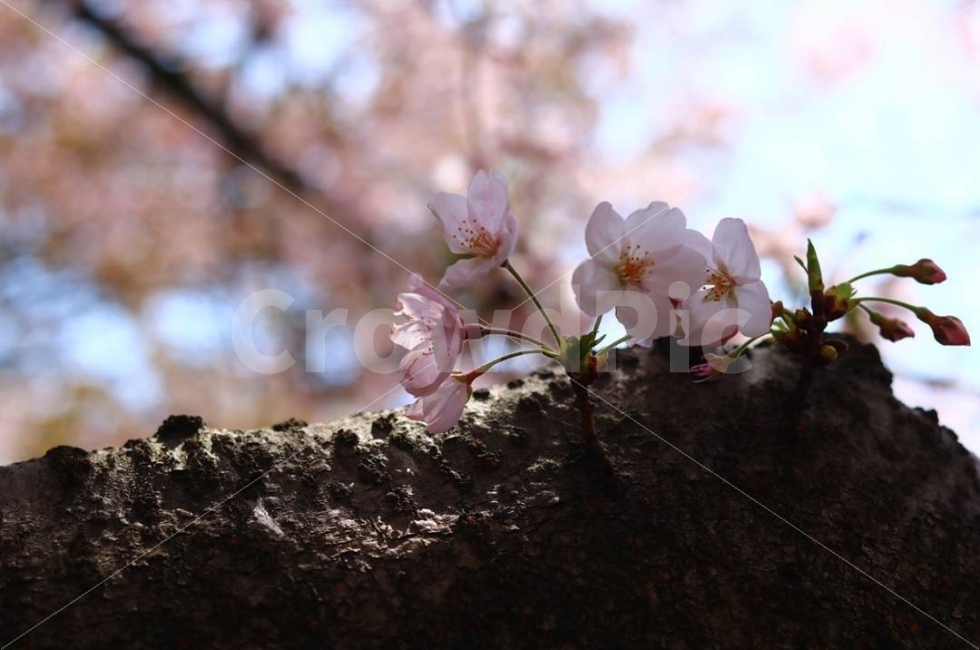 벚꽃,꽃,봄,풍겅,감성,봄,계절,spring,season,식물,자연,plants,nature,꽃,flower,plant,blossom