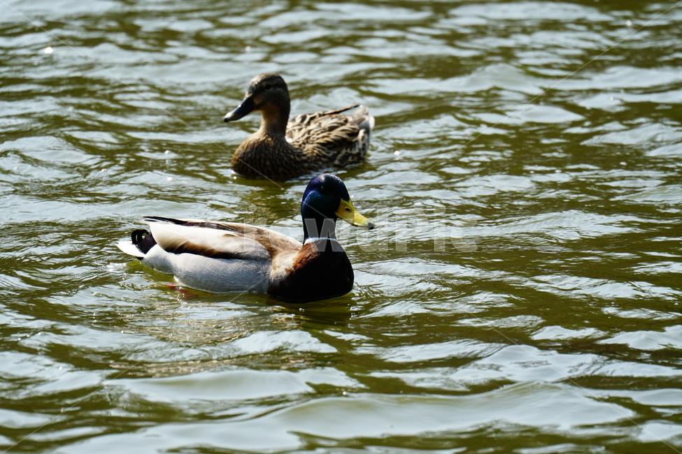 청둥오리,오리,동물,조류,새,animal,bird,duck,lake,호수,자연,nature,landscape,풍경,3월,봄,계절,spring,march,수컷,동물,animal,조류,새,birds