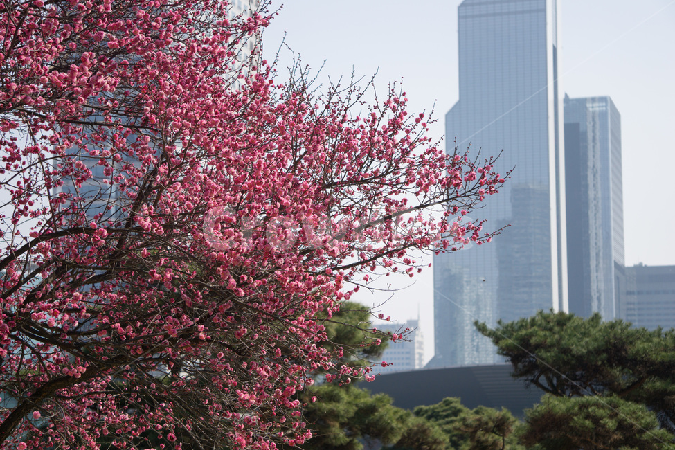 홈매화,봄날,봉은사,감성사진,스냅,봄,계절,springseason,식물,자연,plants,nature,꽃,flower,봄,계절,spring,season,도시,풍경,city,landscape,식물,자연,plants,nature,꽃,flower,plant,tree,나무