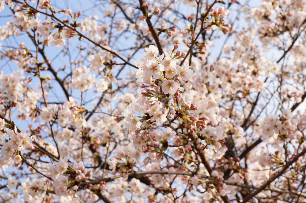 벚꽃,봄,석촌호수,벚꽃축제,꽃,풍경,자연,나무,봄꽃,봄,계절,spring,season,식물,자연,plants,nature,꽃,flower,plant,blossom