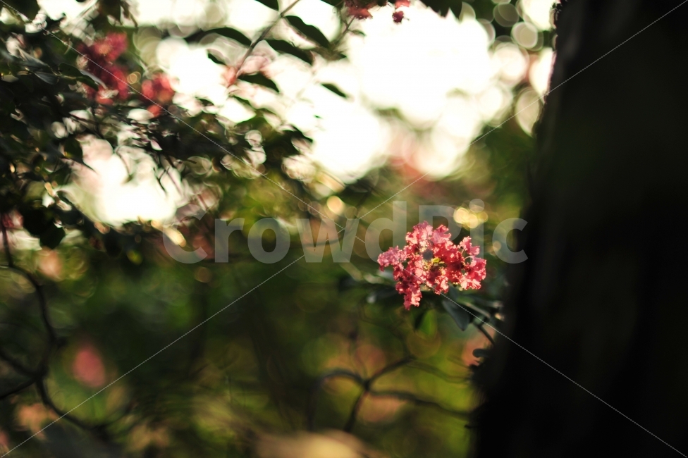 명옥헌원림,배롱나무,백일홍,꽃,여름꽃,빛내림,휴식,힐링,rest,relaxation,healing,식물,자연,plants,nature,꽃,flower,감성,sensible,feeling