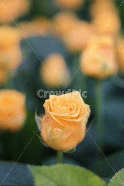 장미,꽃,봄,5월,장미사진,식물,자연,plants,nature,꽃,flower,감성,sensible,feeling,색깔,색상,색채,색감,color sense,color sensitivity,feeling of color