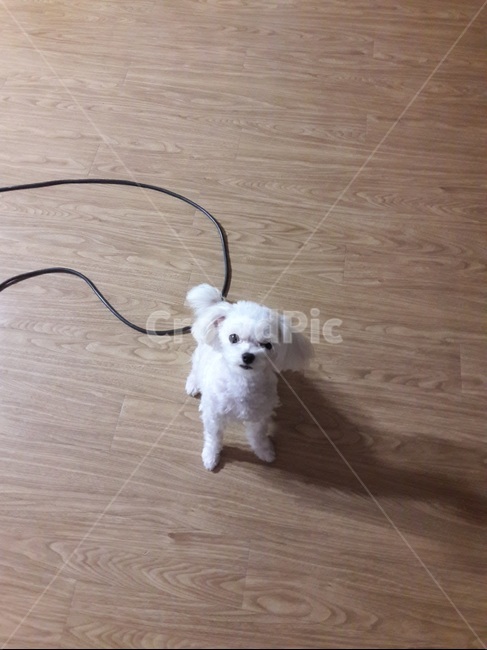 강아지,말티즈,귀여운,개,반려견,dog,cute