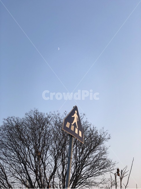 달,표지판,나무,하얀달,횡단보도,겨울,계절,winter,season,자연,풍경,nature,landscape