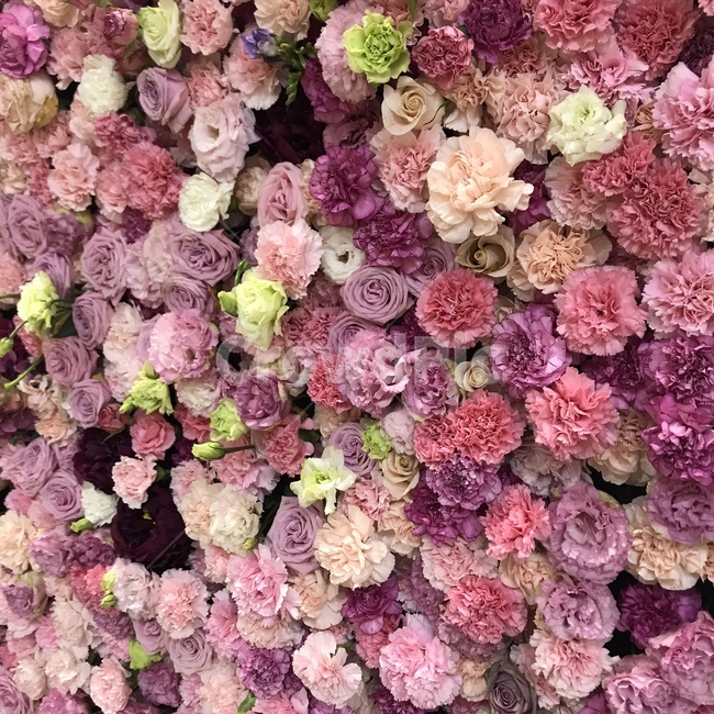 꽃,분홍색,연분홍,진분홍,핑크색,핑크,보라색,식물,자연,plants,nature,꽃,flower