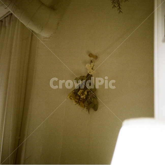 드라이플라워,심플,꽃,필름,필름카메라,인테리어,실내디자인,interior design