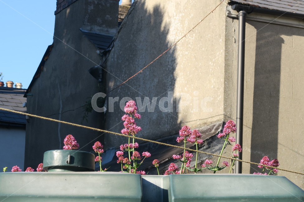꽃,담장,봄,봄꽃,식물,봄날,spring,nature,flower,식물,자연,plants,nature,꽃,flower