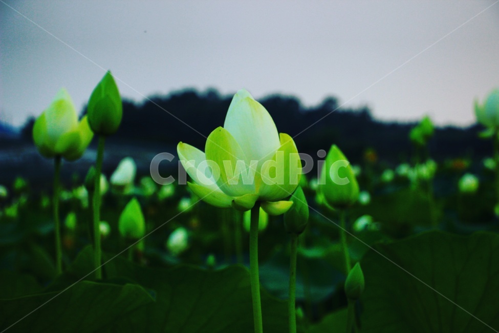 꽃,flower,식물,자연,nature,색감,감성,연꽃,식물,자연,plants,nature,꽃,flower