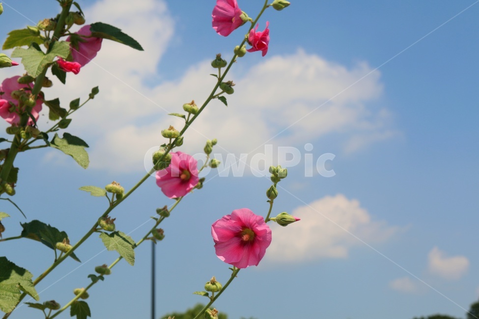 접시꽃,식물,꽃,분홍색꽃,flower,hollyhock,하늘,plants,핑크,pink,자연,아름다운,nature,flowers,분홍색