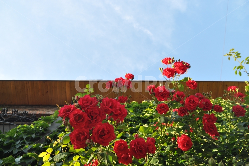 장미,장미꽃,꽃,하늘,붉은,빨간,초록,roses,flower,sky,red,blossom,식물,자연,plants,nature,꽃,flower