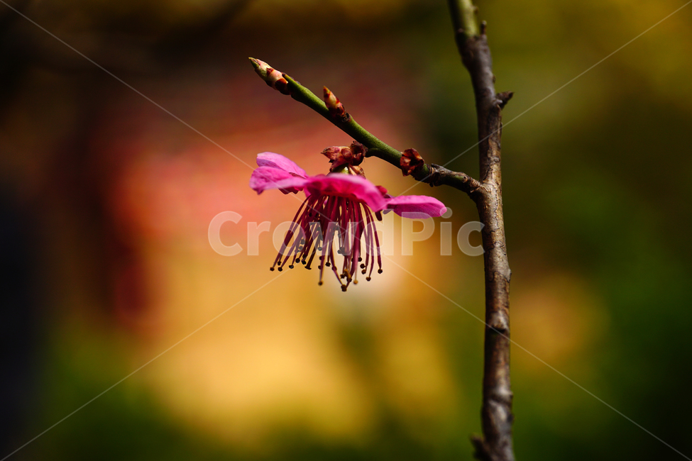 홍매화,한국자연,꽃,꽃사진,플라워,flower,봄,봄꽃,spring,식물,plants,자연,nature,풍경,landscape,계절,season,snap,스냅,접사,macro,closeup,클로즈업,감성사진,감성,힐링,healing,느낌,feel,feeling,꽃밭,화단,나무,나뭇가지,tree,꽃봉오리,4월,April,봄,계절,spring,season,식물,자연,plants,nature,꽃,flower,plant