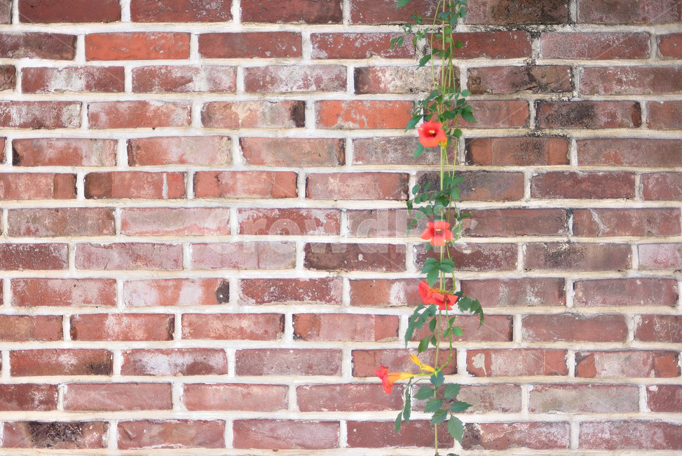 능소화,벽돌,꽃,brick,벽,식물,자연,plants,nature,꽃,flower