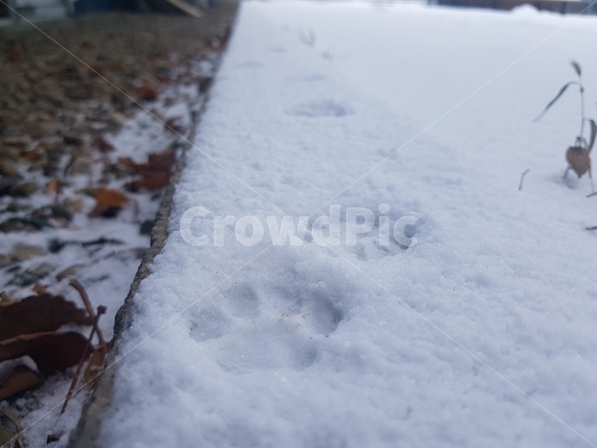 겨울,눈,고양이,발자국,snow,감성,winter,어디로가는거니,겨울,계절,winter,season