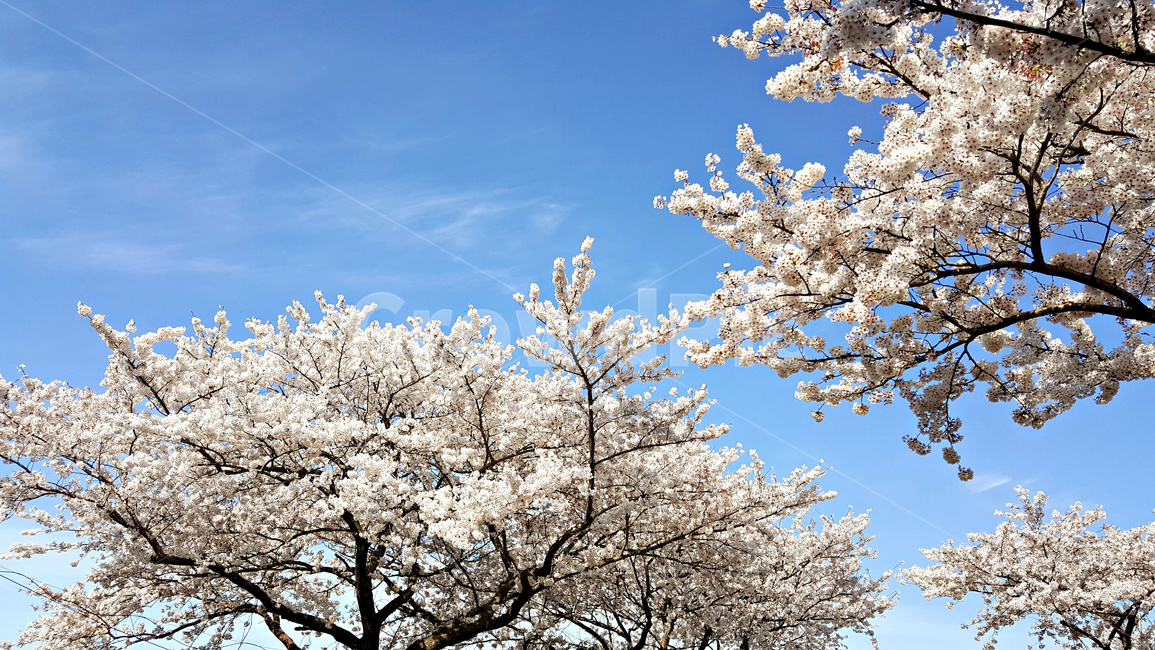 꽃,blossom,cherryblossom,식물,plant,벚꽃,벚나무
