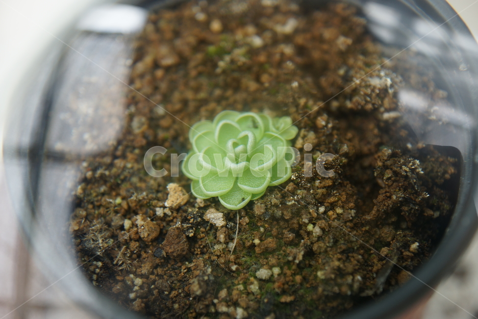 근접샷,식물,화분,식충식물,자연,작은식물,실내용화초,화분,화초,house plant