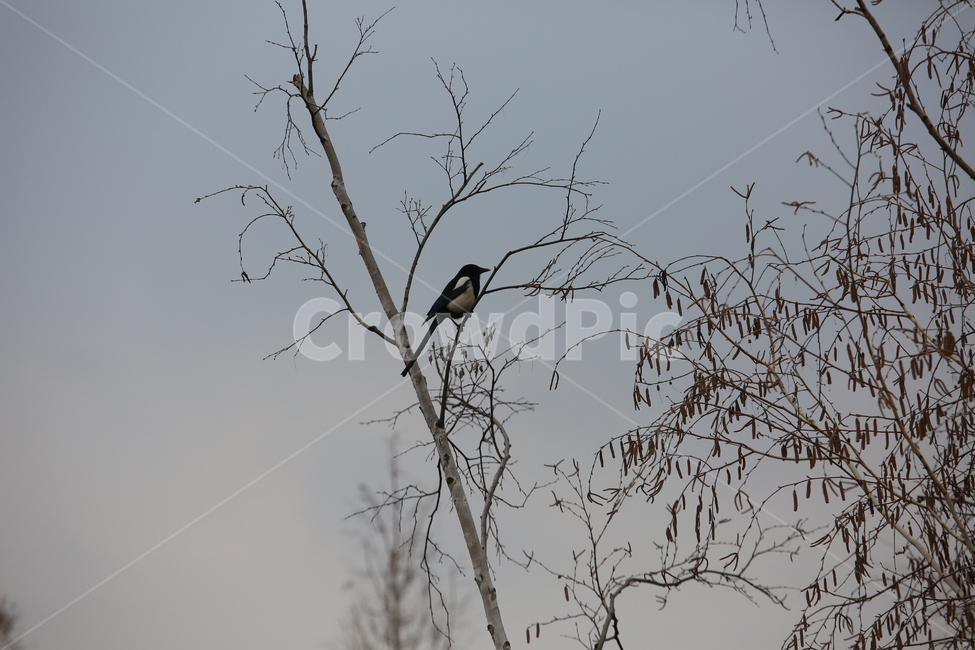 나무,까치,새,동물,나뭇가지,겨울,계절,winter,season,동물,animal,조류,새,birds