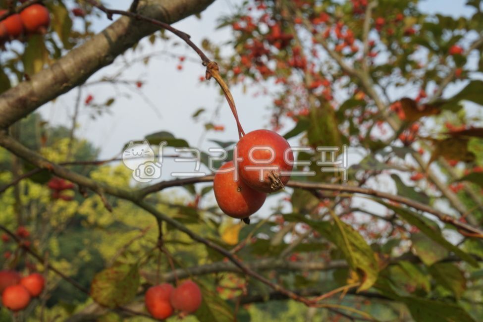 fall apples,stone apples,fruit,mini apples,apples