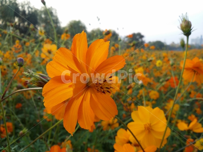 flower,꽃,plant,식물,자연,식물,자연,plants,nature,꽃,flower