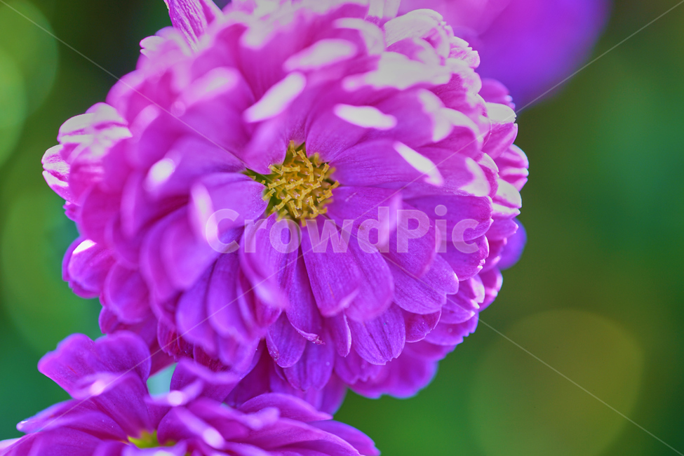 국화,과꽃,보라색꽃,접사,화단,정원,수목원,flower,blooming,garden,꽃,macro,꽃구조,암술,식물,자연,plants,nature,꽃,flower
